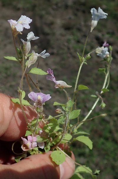 Diclis petiolaris, photographed by Robert Taylor