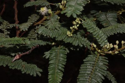 Mimosa galeottii, photographed by alejandrozab