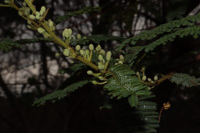 Mimosa galeottii, photographed by alejandrozab