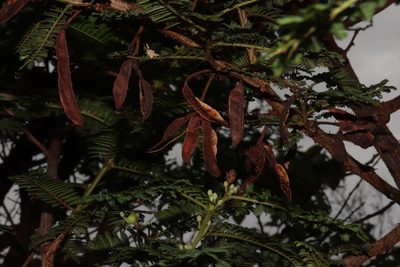Mimosa galeottii, photographed by alejandrozab