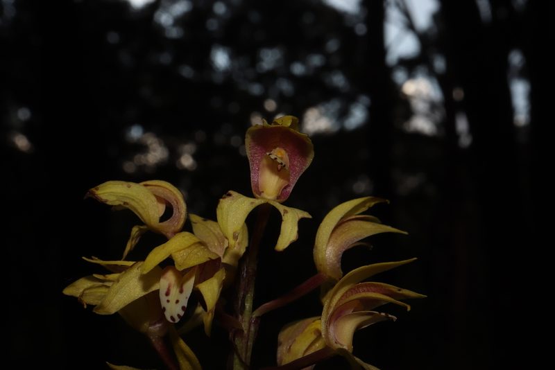Govenia superba, photographed by alejandrozab