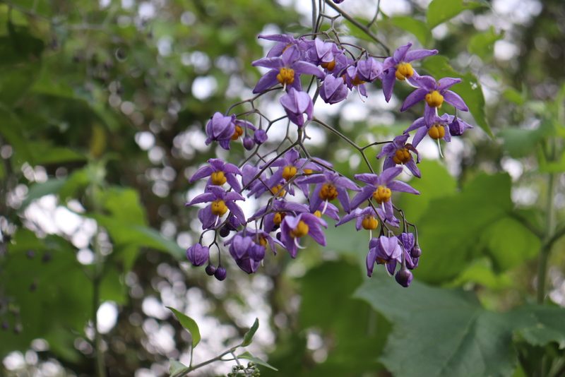 Solanum dulcamaroides, photographed by alejandrozab