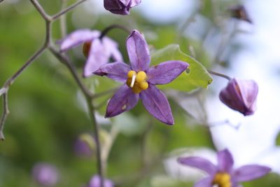 Solanum dulcamaroides, photographed by alejandrozab