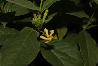 Mandevilla foliosa, photographed by alejandrozab