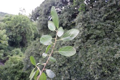 Ficus cotinifolia, photographed by alejandrozab