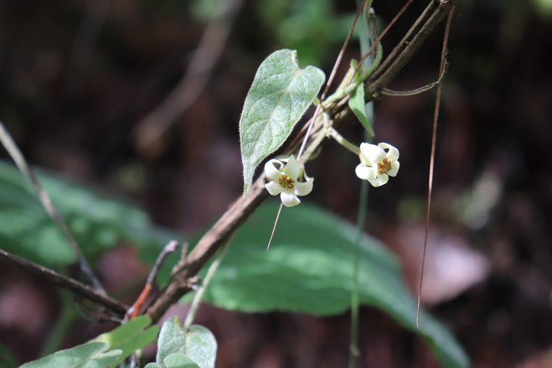Gonolobus albiflorus, photographed by alejandrozab