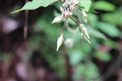 Gonolobus albiflorus, photographed by alejandrozab