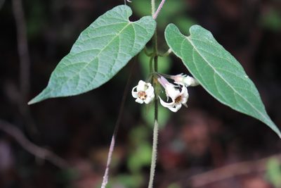 Gonolobus albiflorus, photographed by alejandrozab