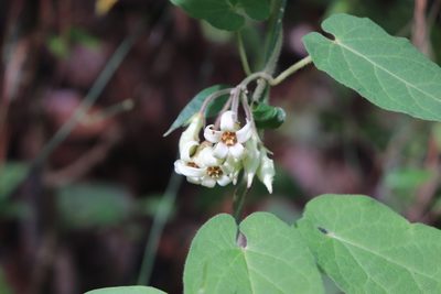 Gonolobus albiflorus, photographed by alejandrozab