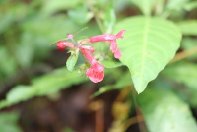 Stachys coccinea, photographed by alejandrozab