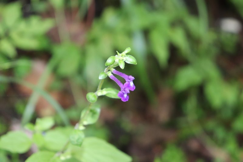 Scutellaria dumetorum, photographed by alejandrozab