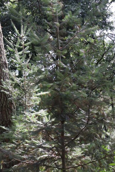 Abies flinckii, photographed by alejandrozab