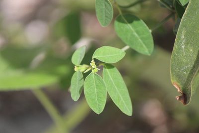 Euphorbia macropus, photographed by José Belem Hernández Díaz