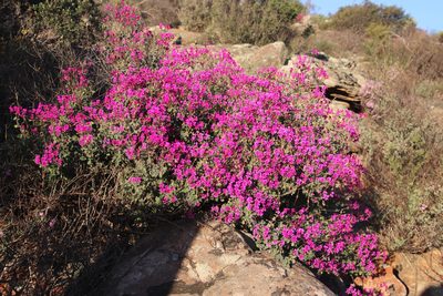 Pelargonium magenteum, photographed by Tony Rebelo