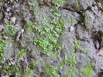 Fissidens bryoides, photographed by Susan Marley
