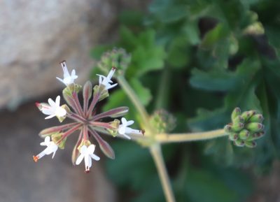 Pelargonium parvipetalum, photographed by Tony Rebelo