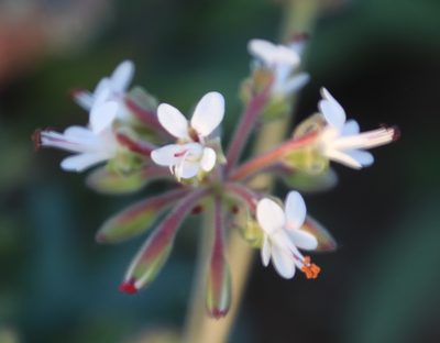 Pelargonium parvipetalum, photographed by Tony Rebelo