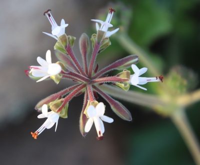 Pelargonium parvipetalum, photographed by Tony Rebelo