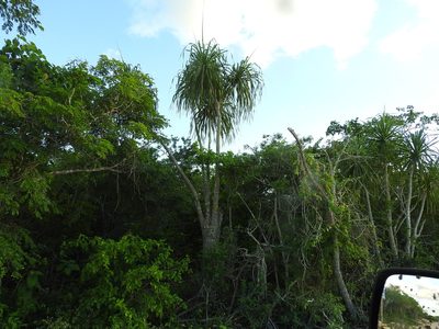 Beaucarnea pliabilis, photographed by Juan Cruzado Cortés