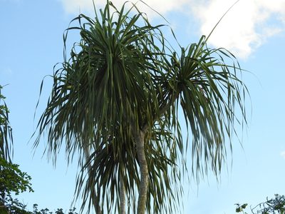 Beaucarnea pliabilis, photographed by Juan Cruzado Cortés