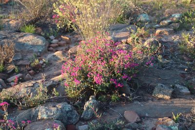 Pelargonium magenteum, photographed by Tony Rebelo