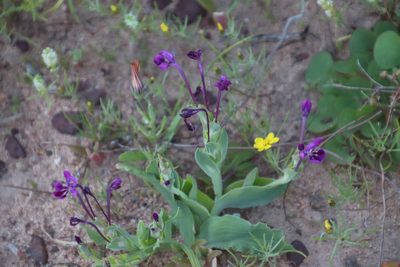 Lapeirousia jacquinii, photographed by Tony Rebelo