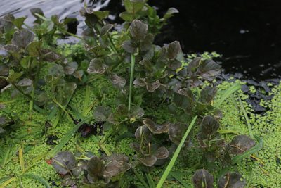 Nasturtium microphyllum, photographed by Joe Potter Butler
