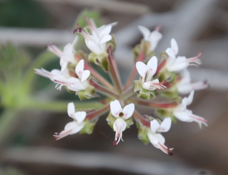 Pelargonium parvipetalum, photographed by Tony Rebelo