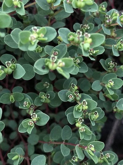 Euphorbia orbiculata, photographed by Nicolás Baresch Uribe