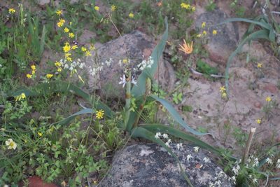 Trachyandra falcata, photographed by Tony Rebelo