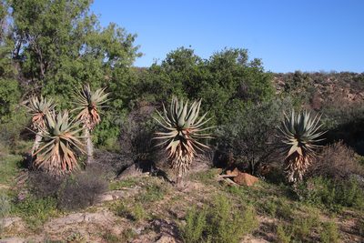 Aloe comosa, photographed by Tony Rebelo
