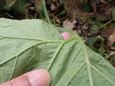 Cucurbita pepo, photographed by Robert H. Wardell