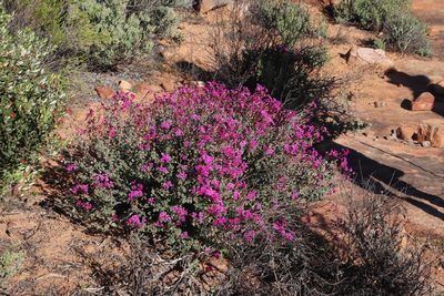 Pelargonium magenteum, photographed by Tony Rebelo