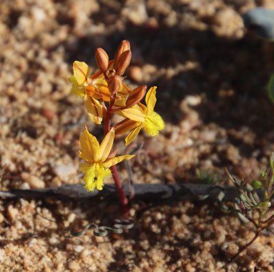Bulbine torta, photographed by Tony Rebelo