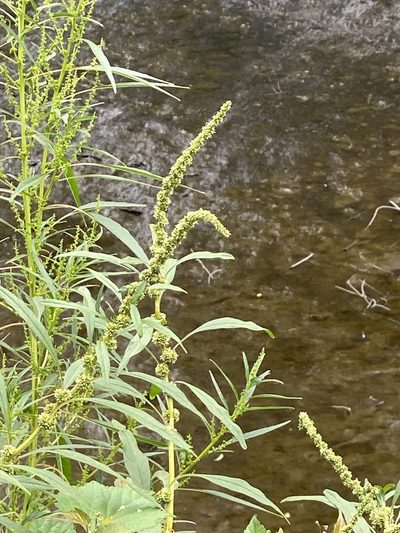 Amaranthus cannabinus, photographed by Sandy Wolkenberg
