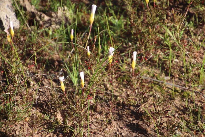 Oxalis recticaulis, photographed by Tony Rebelo