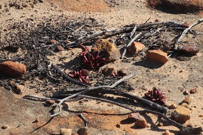 Crassula clavata, photographed by Tony Rebelo