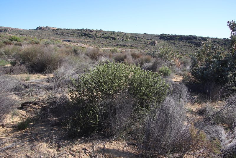 Serruria millefolia, photographed by Tony Rebelo