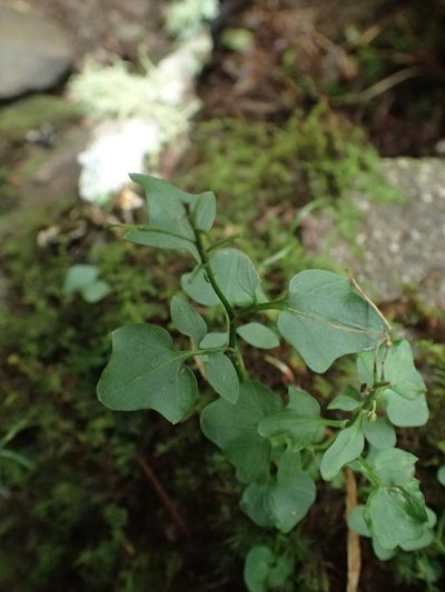 Cardamine clematitis, photographed by Evan M. Raskin