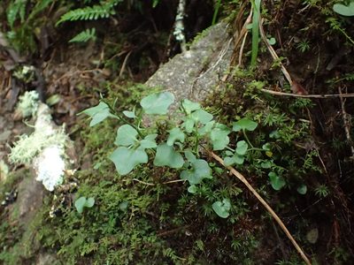 Cardamine clematitis, photographed by Evan M. Raskin