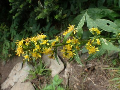 Solidago glomerata, photographed by Evan M. Raskin