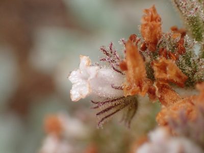 Eriodictyon traskiae, photographed by George Williams