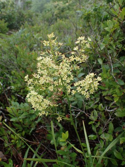 Stenanthium leimanthoides, photographed by Evan M. Raskin