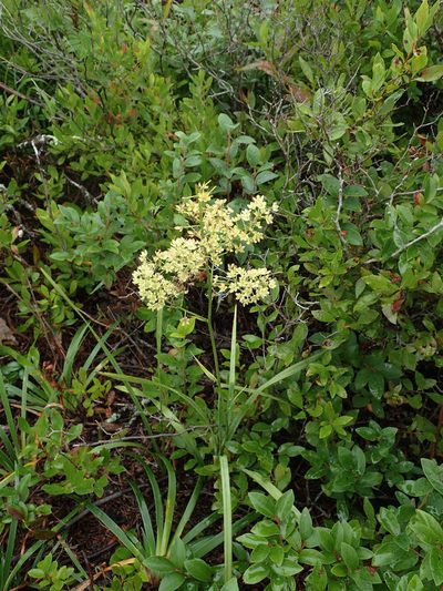 Stenanthium leimanthoides, photographed by Evan M. Raskin