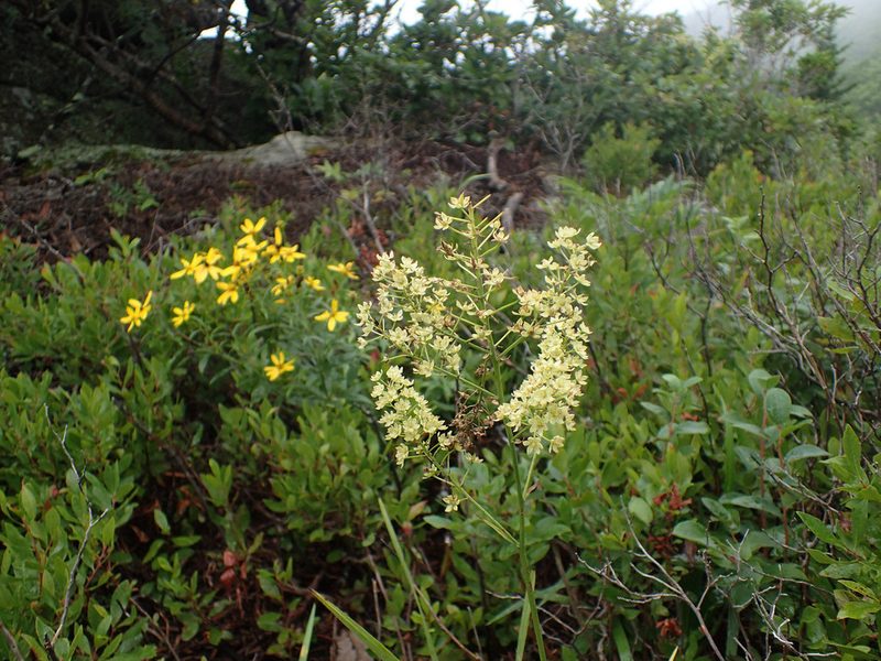 Stenanthium leimanthoides, photographed by Evan M. Raskin