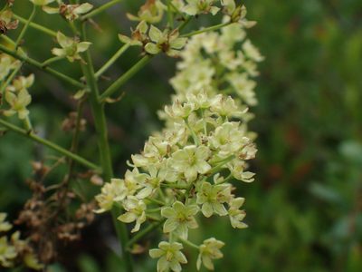 Stenanthium leimanthoides, photographed by Evan M. Raskin