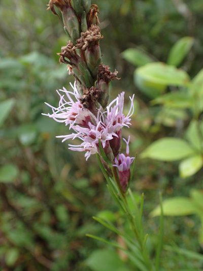 Liatris helleri, photographed by Evan M. Raskin