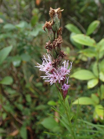 Liatris helleri, photographed by Evan M. Raskin