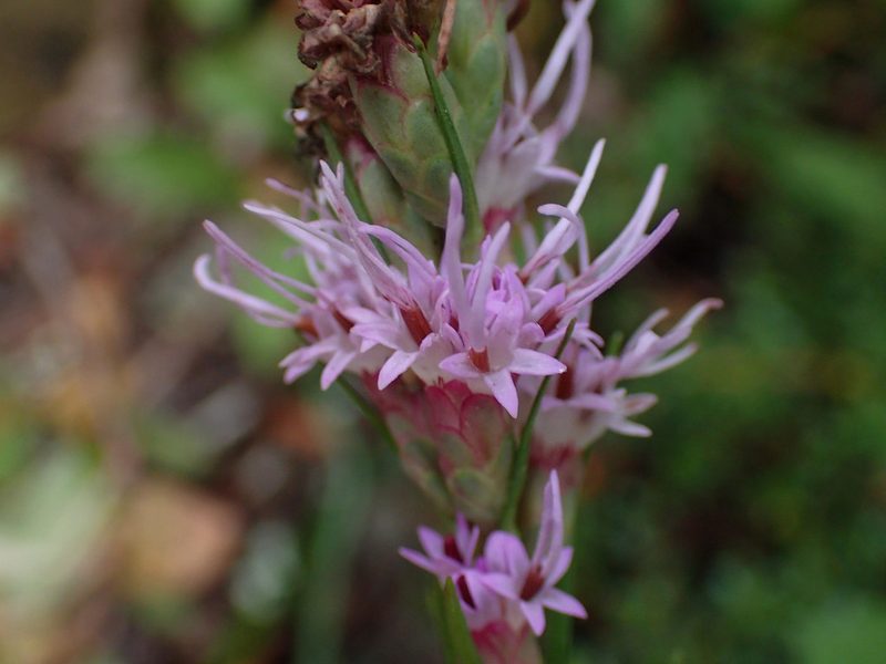 Liatris helleri, photographed by Evan M. Raskin