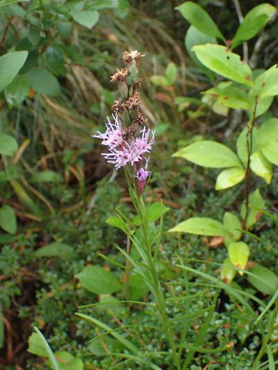 Liatris helleri, photographed by Evan M. Raskin